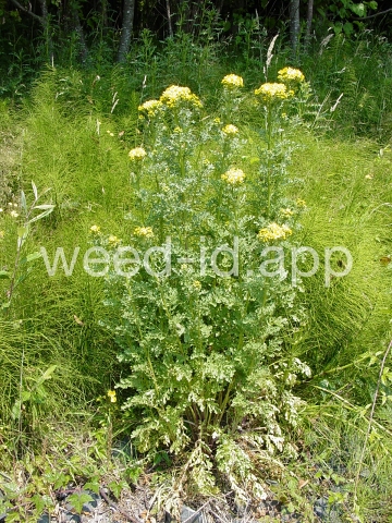 ragwort, tansy